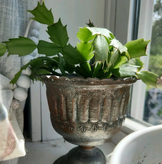 Thanksgiving Christmas Cactus Cutting - Rooted Houseplant - Schlumbergera