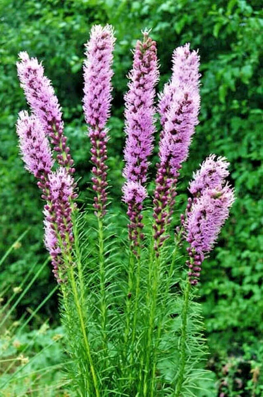 Liatrus Spikata Seeds, 101 Count, Purple & White, Blazing Star, Gayfeather