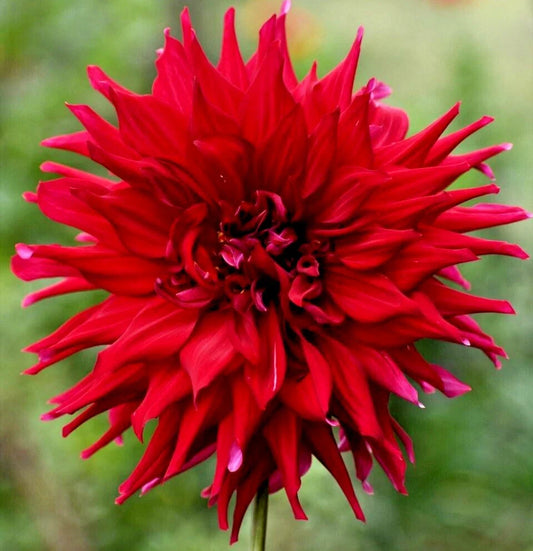 Dahlia 'Holly Huston' Semi-Cactus Red 8" Blooms Live Plant Tuber