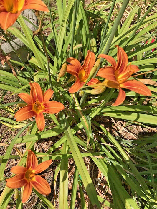 Daylily Rhizomes Bulbs - 8 Perennial Orange Flower Plants - Hemerocallis