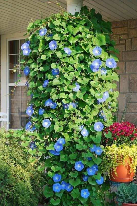 Morning Glory Seeds 400+ Heavenly Blue Climbing Variety - Fresh Planting Seeds (Ipomoea tricolor)
