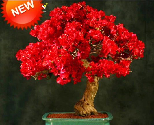 Rare Bougainvillea Starter Plant - Spectabilis Red - Well Rooted - Hardy Tropical Flowering Plant