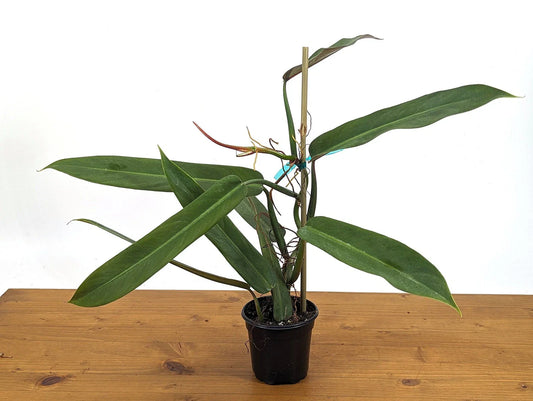 Philodendron Bicolor Large Rooted Rare Aroid Plant | 4 Inch Pot | Exotic Indoor Houseplant