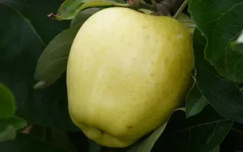 Yellow Transparent Apple Seeds - 25+ Heirloom Seeds for Garden Planting - Malus domestica - USA - Free Shipping