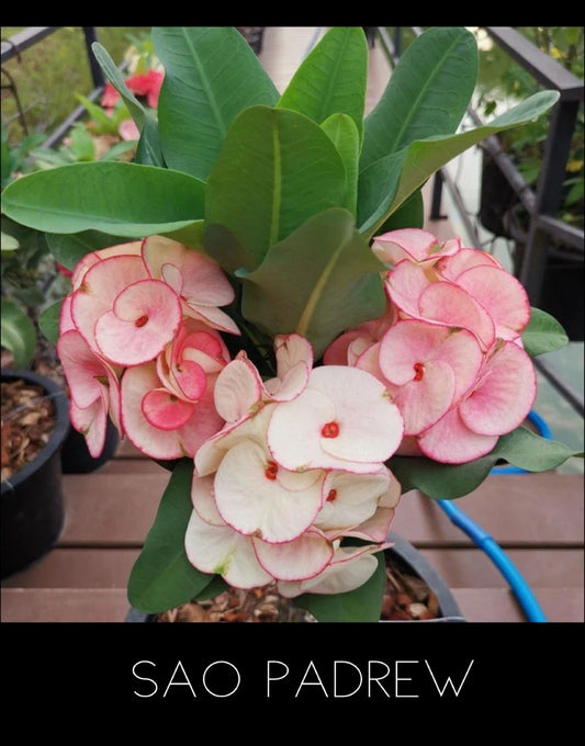 Crown of Thorns Plant - Thai Rooted Euphorbia Milii - Sao Padrew Variety - Indoor/Outdoor Succulent