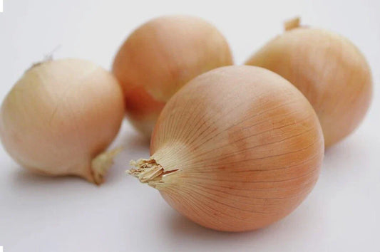 Utah Yellow Sweet Spanish Onion Seeds - 200+ or 500+ Non-GMO Open Pollinated Variety - Allium cepa