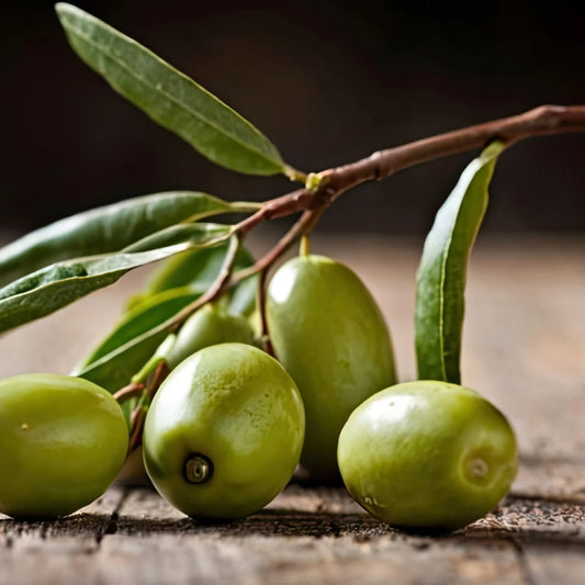 Picual Olive Seeds - 10+ Count - Ideal for Garden Planting - Olea europaea - USA Grown