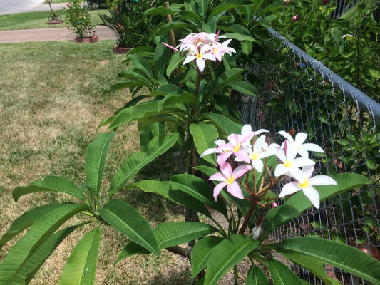 Plumeria Cuttings 9-12" 'Slaughter Pink' Freshly Cut Plumeria Rubra