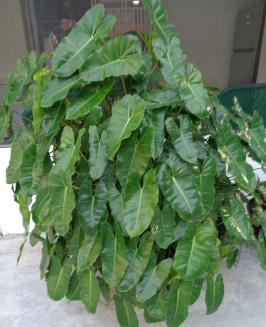Burle Marx Philodendron Plant 10"-12" Well Rooted Indoor Outdoor Philodendron spp. Ships Bare Root