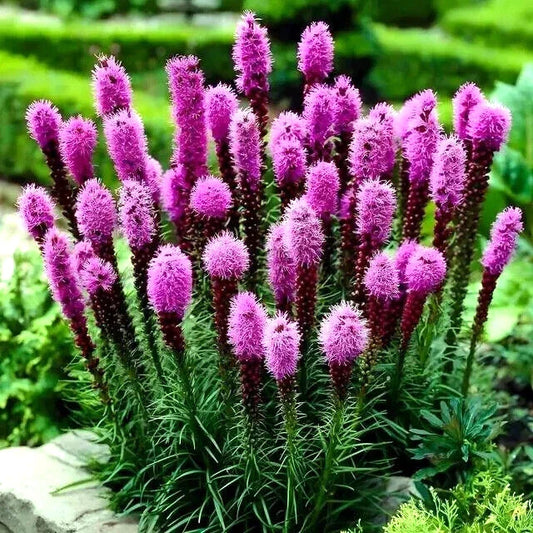Purple Blazing Star Flower Seeds, 50 Count, Cold Hardy Butterfly Plant, Liatris spicata