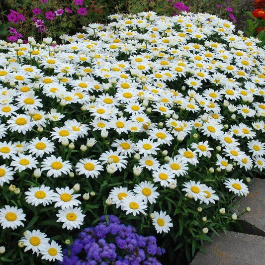 Dwarf Daisy Seeds - 100 Fresh Leucanthemum Paludosum - Perennial Flower Seeds for Garden 2025
