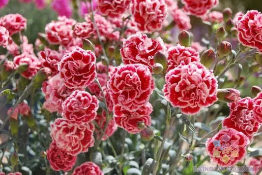 Sugar Plum Carnation Seeds - 200+ Count - Garden Planting - Dianthus caryophyllus - USA - Free Shipping