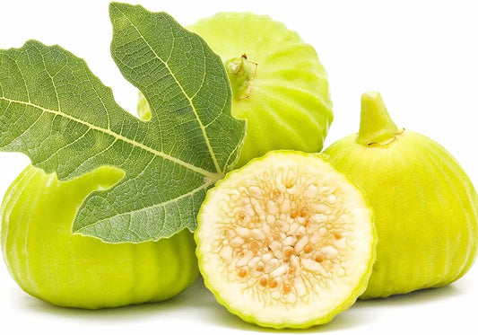 Marseilles Fig Plant - Live Root, Self-Pollinating, Potted Plant - Ficus carica - Ideal for Zones 7-9