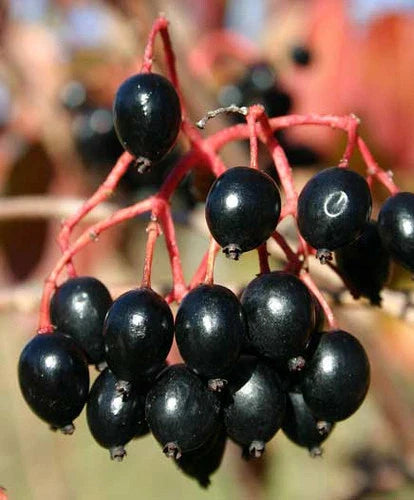 Nannyberry Flowering Tree Seeds - 37 Seeds - Edible Fruit - Viburnum lentago - Groco USA - Buy 15 Ships Free