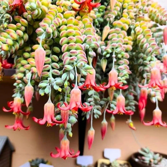 Live Cotyledon Pendens Plant - Trailing Succulent in 4" Pot - Ideal for Indoor Gardening - Easy Care Succulent