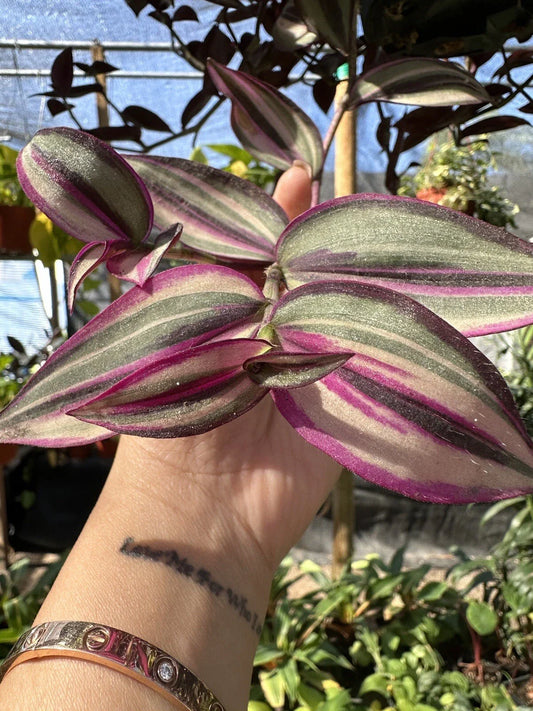 Wandering Jew Plant Cutting - Variegated White Tradescantia - Rare Indoor Houseplant Cutting for Propagation