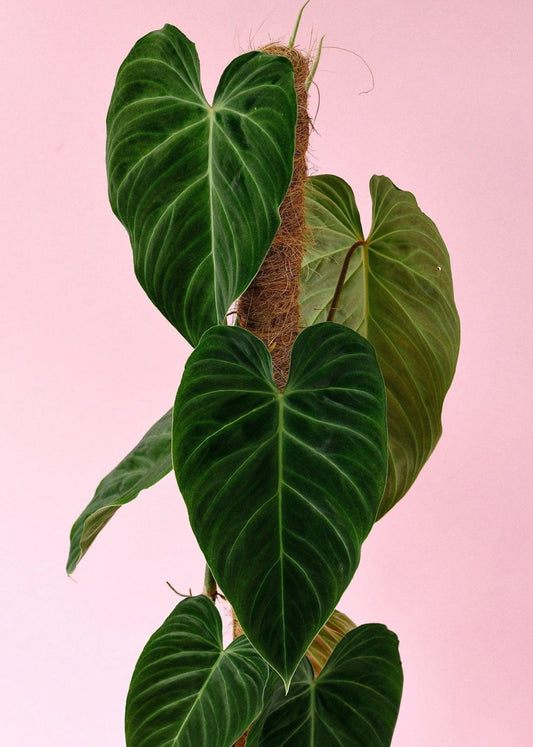 Philodendron Cutting x1, Splendid Variety, Rare Indoor Plant, Philodendron melanochrysum Hybrid