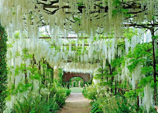 White Wisteria Seeds - Rare Climbing Flowering Vine - Wisteria floribunda 'Alba' - Hardy Garden Plant