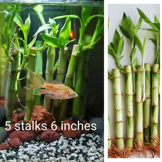 Lucky Bamboo Plants - 6 Inches - Well Rooted Stalks - Feng Shui Decor - Dracaena sanderiana - Set of 5