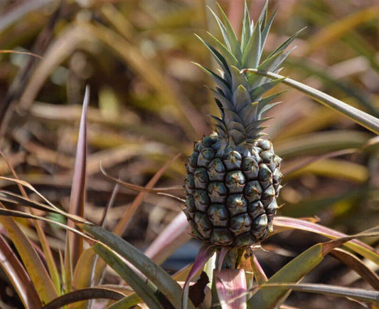 Rondon Pineapple Seeds - 15+ Pack for Garden Planting - Ananas comosus - USA - Free Shipping