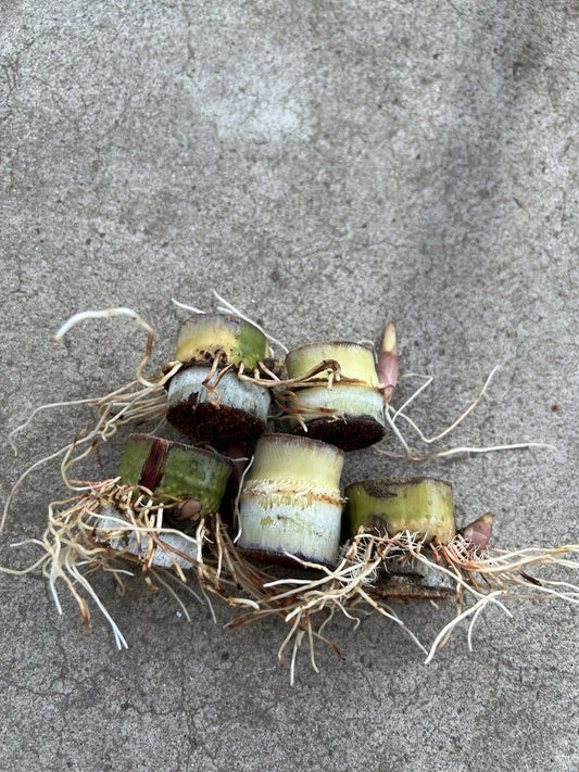 Rooted Sugarcane Cuttings - 5pcs Sweet Juicy Tropical Plant - Saccharum officinarum