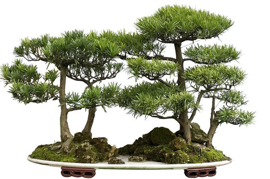 Bonsai Tree Seeds - Western Red Cedar - 30 Seeds - Thuja plicata - Ideal for Beginners and Gardening Enthusiasts