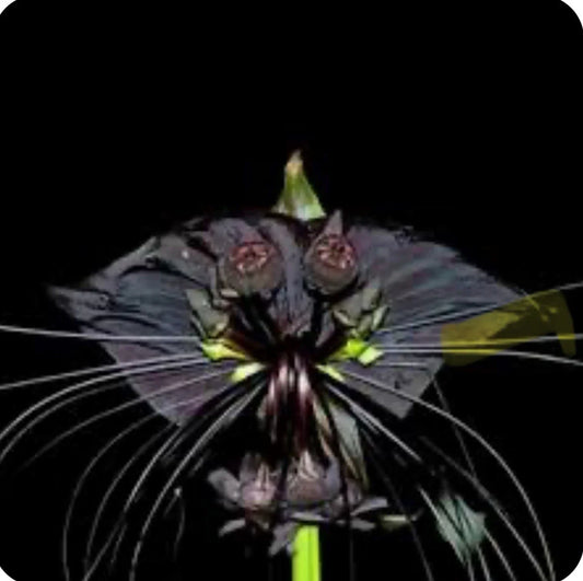 Black Bat Flower Plant - Small Rooted Starter - Tacca chantrieri - Exotic Black Lily for Unique Indoor Gardens