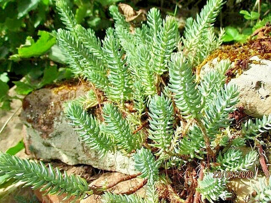 Sedum Seeds 200 Count - Silver Spruce Hardy Sedum, Yellow Flowers in Summer, Sedum rupestre