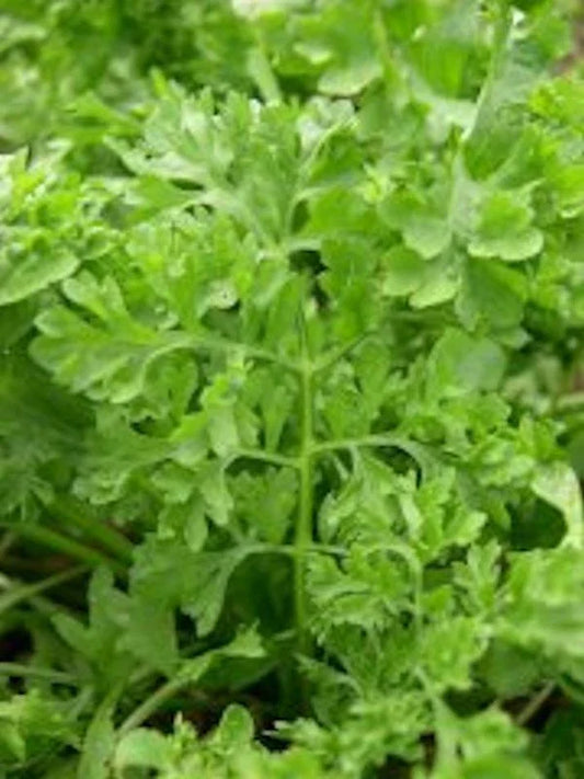 Curled Garden Cress Seeds - 3000 Non-GMO Heirloom Seeds | Lepidium sativum | USA Seller