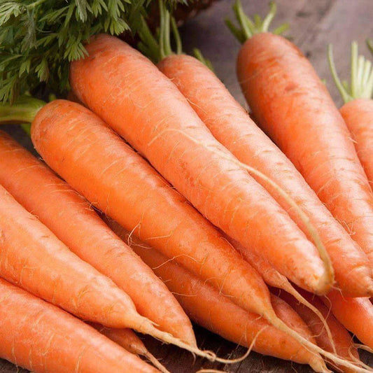 Scarlet Nantes Carrot Seeds - 1000+ Non-GMO Vegetable Garden Seeds - Daucus carota - USA Free Shipping