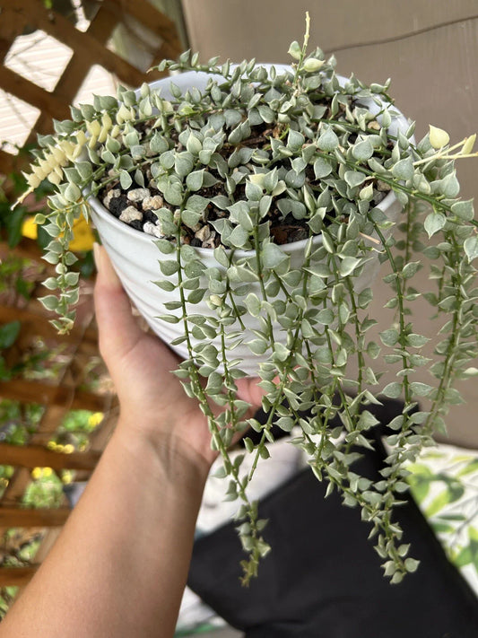 Variegated Dischidia Ruscifolia | Rare Million Hearts Plant | Indoor Houseplant | Unique Foliage