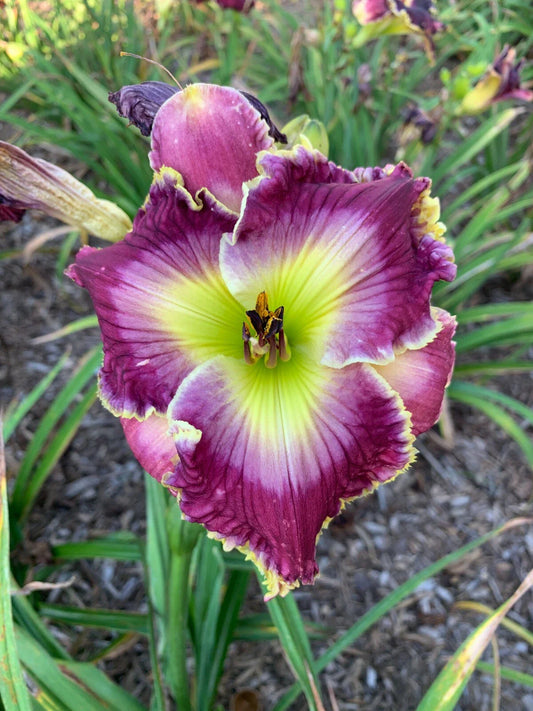 Mixed Daylilies - (50) Bare Root Plants - Premium Varieties for Garden - Hemerocallis