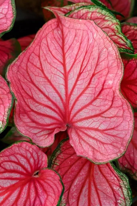 Caladium Bulbs - 10 Pack - Pink Symphony - Perennial Elephant Ears (Caladium bicolor)