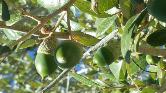 Quercus Ilex Acorns - 30 Mediterranean Holly Holm Oak Seeds from Dalmatian Coast, October 2024 Harvest