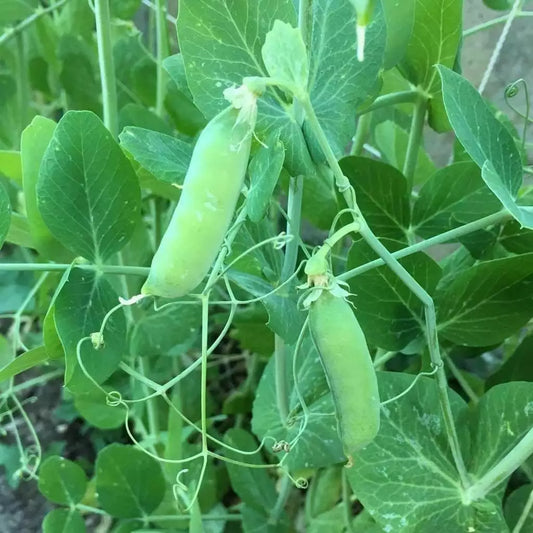 Pea Seeds 25 Ct Early Alaska Heirloom Non-GMO Vegetable Garden USA