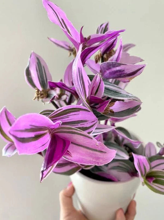 Tradescantia Nanouk Bubblegum Pink - 4” Live Rooted Houseplant - Colorful Wandering Jew Plant