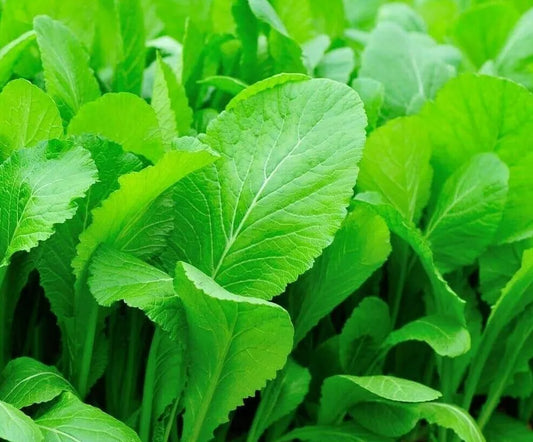 Mustard Seeds 500+ Tendergreen Healthy Garden Greens Leafy Salads Brassica juncea