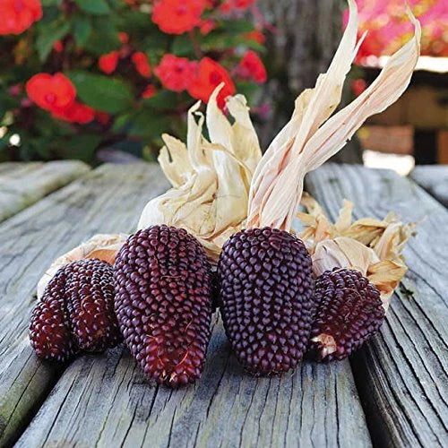 Strawberry Popcorn Seeds - 25+ Seeds - Heirloom Variety - Zea mays everta - Made in USA