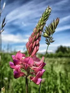 Pink Sainfoin Seeds - Ornamental Variety, 100+ Seeds, Onobrychis viciifolia, Free Shipping