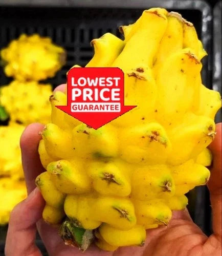 Yellow Dragon Fruit Live Plant - 2 Starter Cuttings Hylocereus megalanthus - Greenhouse Grown, Rooted, Healthy Plants