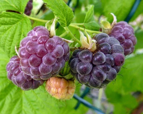 Dormant Organic Glencoe Purple Raspberry Starter Plant | Thornless | Rubus idaeus | Zones 4-9 | Live Rooted Plant