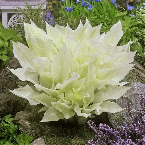 Hosta Bare-Root Plants - 3 Pack White Feather - Carefree Foliage for Shade Gardens - Hosta plantaginea