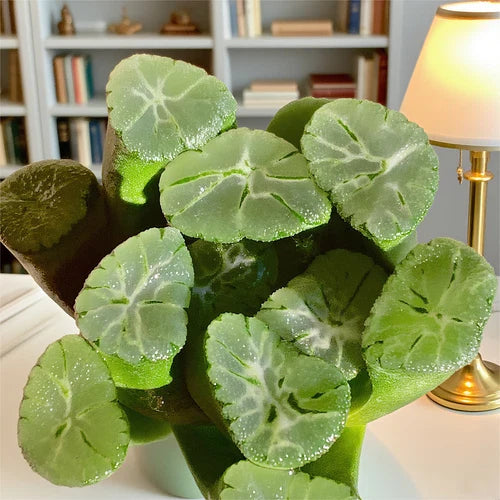 Rare Succulent Plant - 1.8" Haworthia Maughanii - Bare Root Soilless Potting - Unique Variety for Home and Office Decor