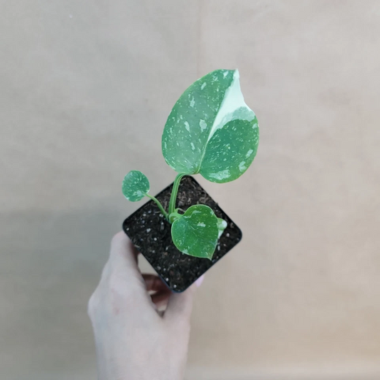 Monstera Thai Constellation – Live Variegated Plant in 3" Pot, Rare Indoor Aroid with Cream Speckled Leaves, Easy Growing Houseplant