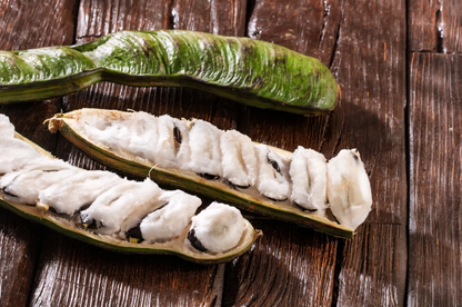 Ice Cream Bean Live Plant – Inga edulis Tropical Fruit Tree Starter for Planting, Young Tree