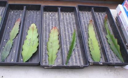 Epiphyllum Peggy Williams Orchid Cactus – Unrooted Cutting – Trailing Epiphytic Cactus Starter