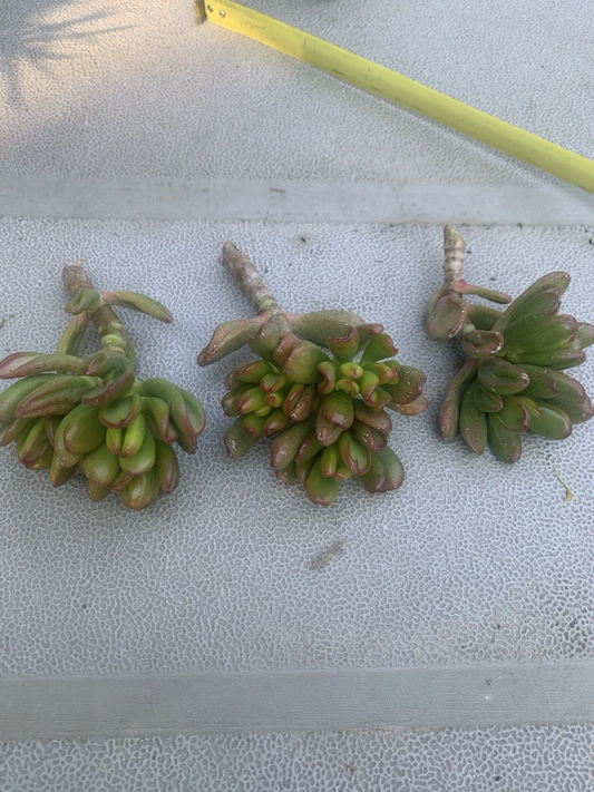 Crassula Ovata Gollum – 3 Live Jade Cuttings, Compact Ogre Ear / Hobbit Variety, Easy Succulent for Pots & Bonsai