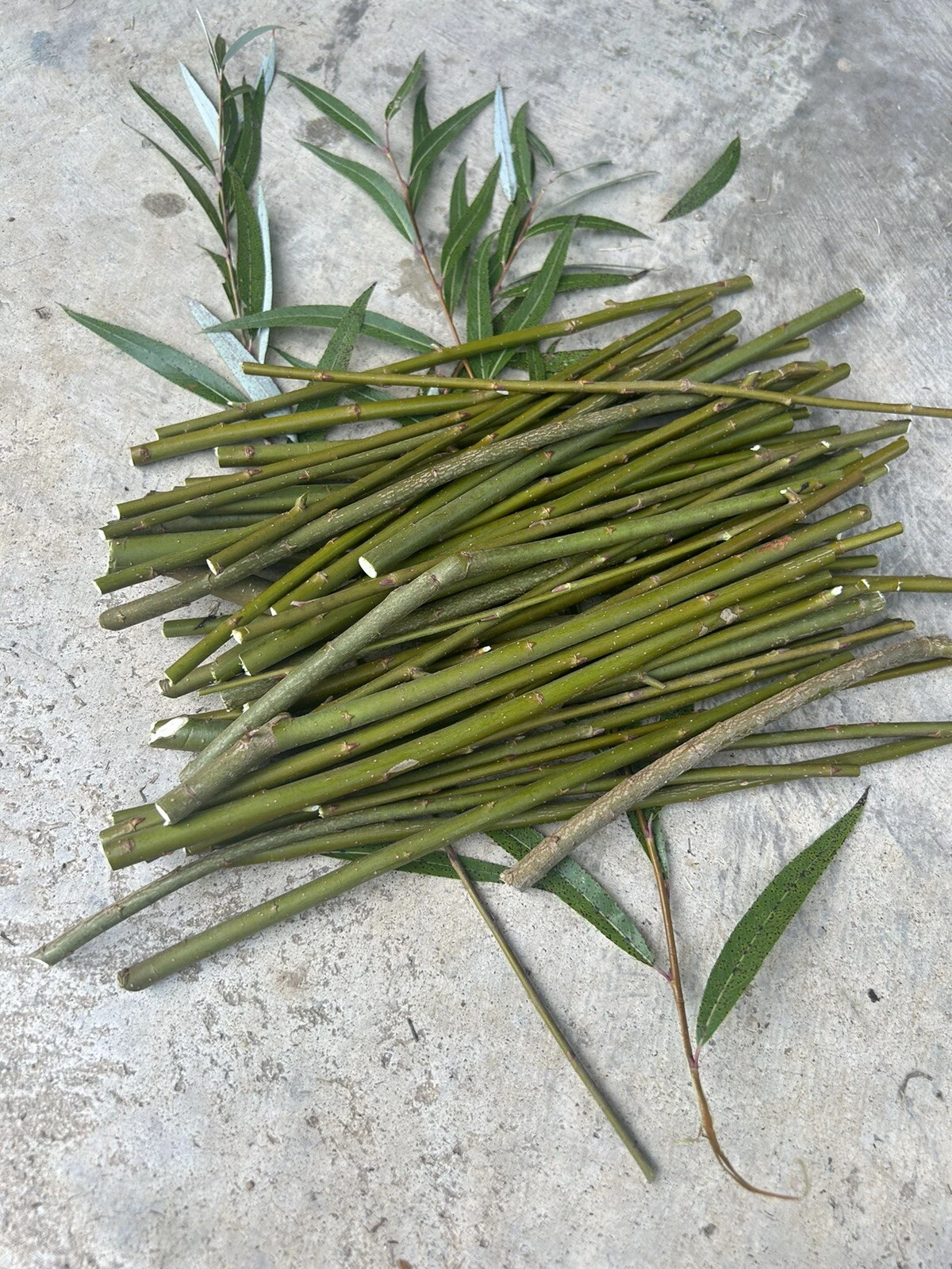 Hybrid Willow Tree Cuttings Unrooted, Salix Live Scions for Propagation and Garden Planting Set of 50