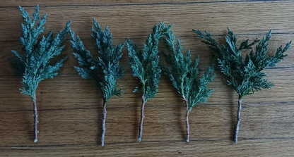 Green Mound Juniper – 10 Pre-Bonsai Cuttings 6–8 Inch – Juniper Starter Branches for Training, Shaping, and Bonsai Projects