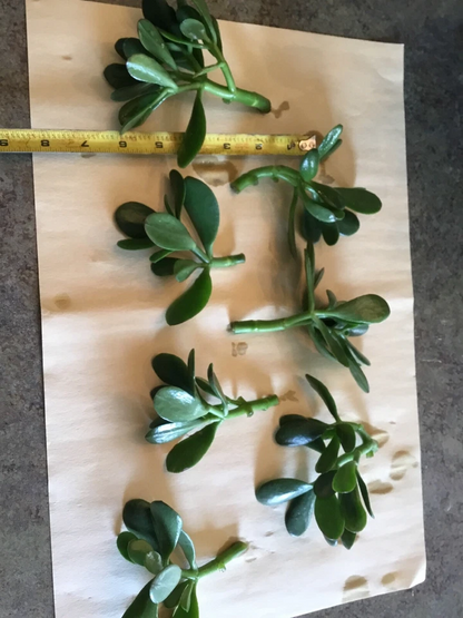 Jade Plant Cuttings Crassula Ovata Succulent 3 Unrooted Cuttings 3–5 Inch